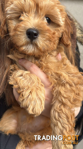 11-week-old female Cavoodle puppy