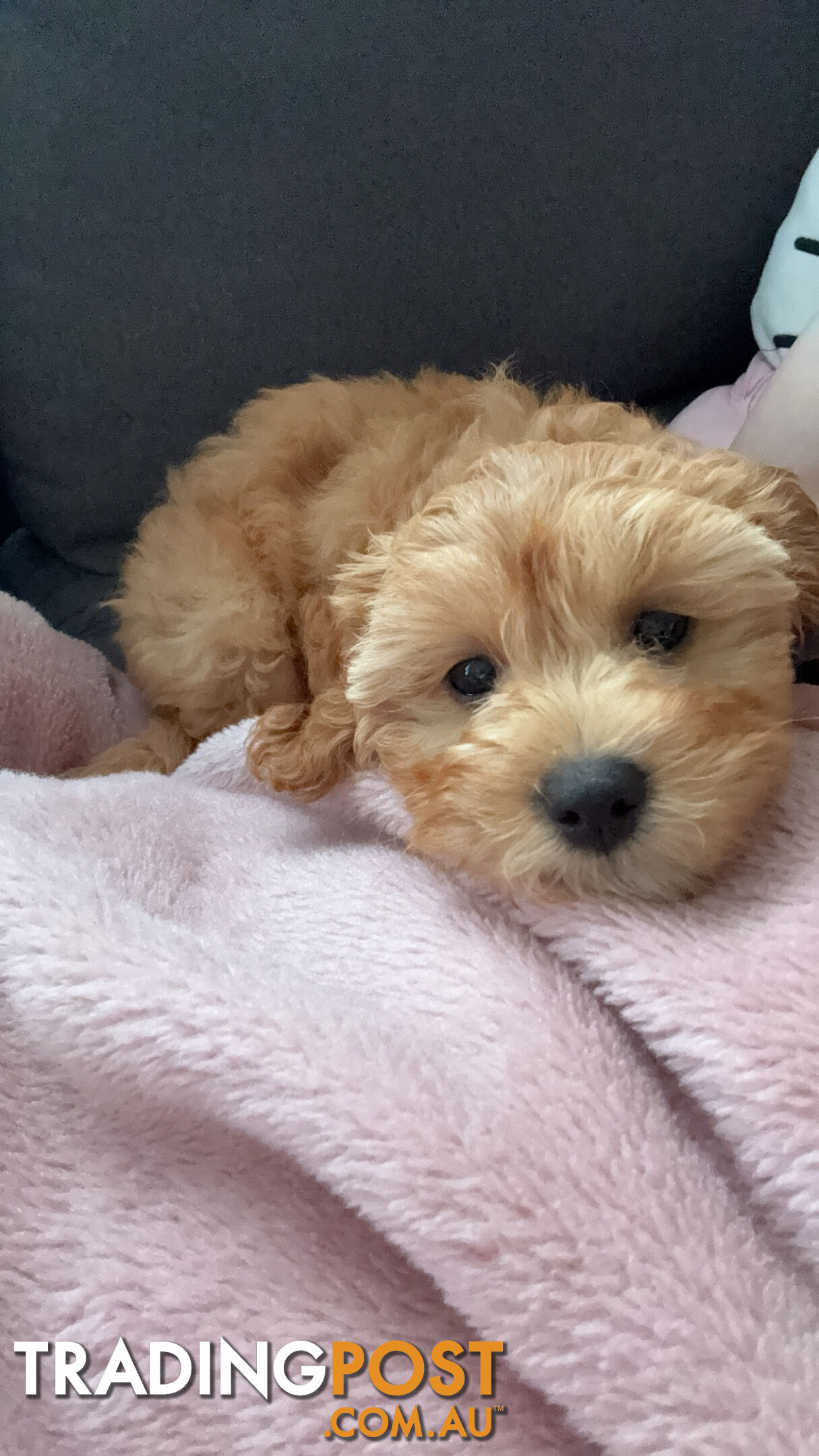 11-week-old female Cavoodle puppy