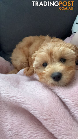 11-week-old female Cavoodle puppy