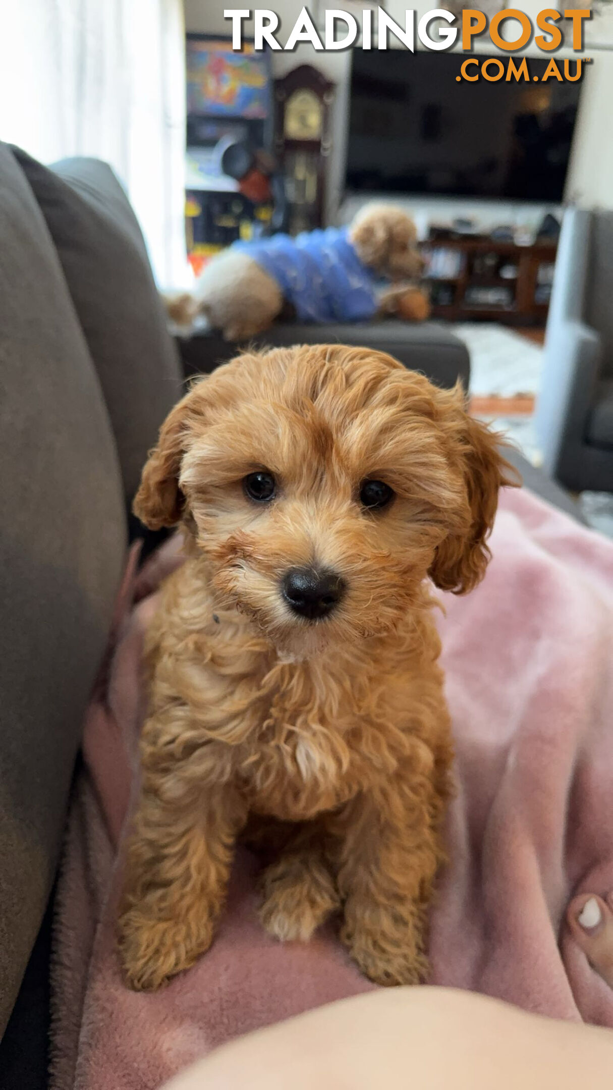 11-week-old female Cavoodle puppy