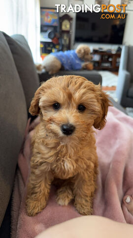 11-week-old female Cavoodle puppy