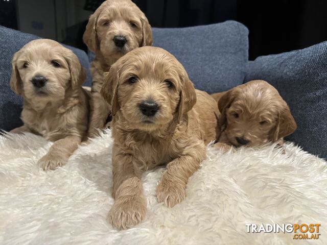 F1 Standard poodle x golden retriever groodle puppy