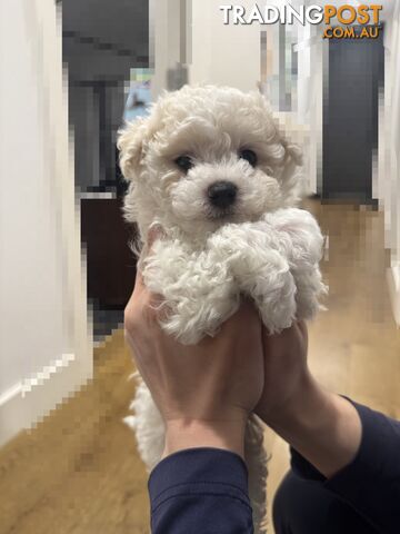 **Beautiful Bichon Frise Puppy – MaleBorn 8 August 2026 🐶🤍**