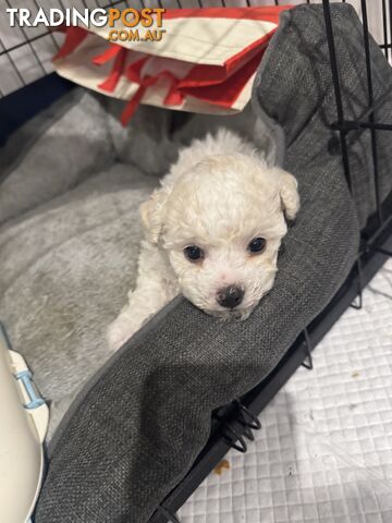 **Beautiful Bichon Frise Puppy – Male& Female \| Born 8 August 2026 🐶🤍**