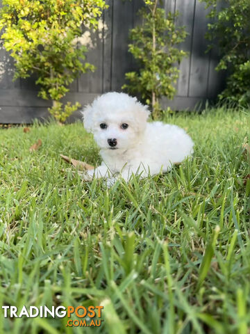 Bichon Frise Puppy