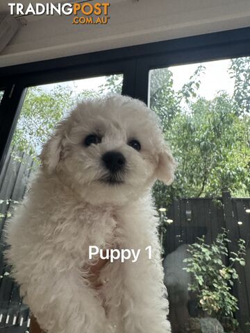 Bichon Frise Puppy