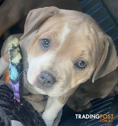 16 m0nth old female staffy for sale