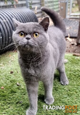 * URGENT*British Blue Shorthair Female Cat