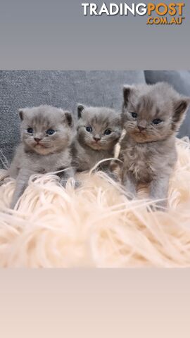British Blue Shorthair Kittens