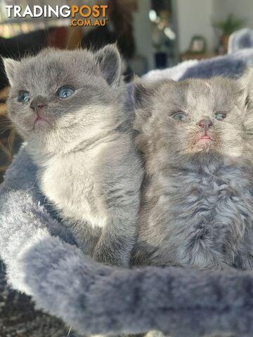 British Blue Shorthair Kittens