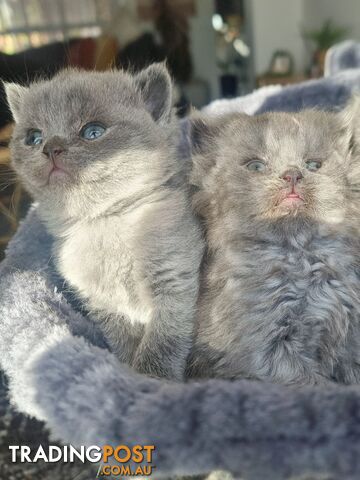 British Blue Kittens looking for forever homes