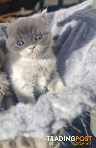 British Blue Kittens looking for forever homes