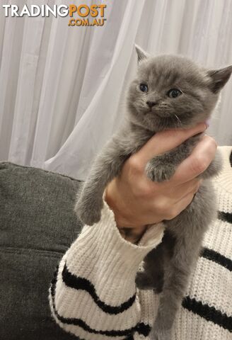 British Blue Kitten looking for his forever home
