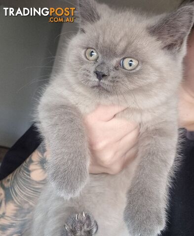 Only 1 British Shorthair Kitten Left