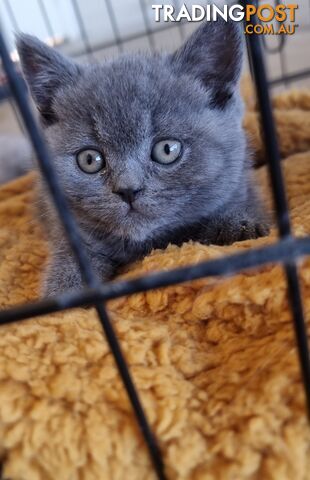 Only 1 British Shorthair Kitten Left