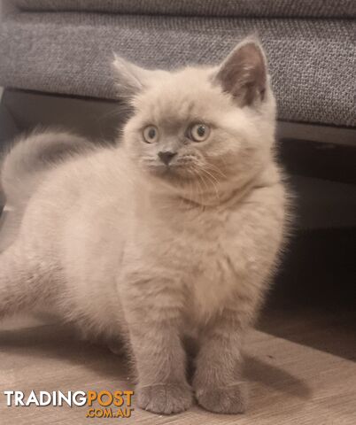 Only 1 British Shorthair Kitten Left