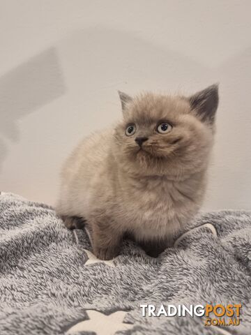 British Shorthair Kittens