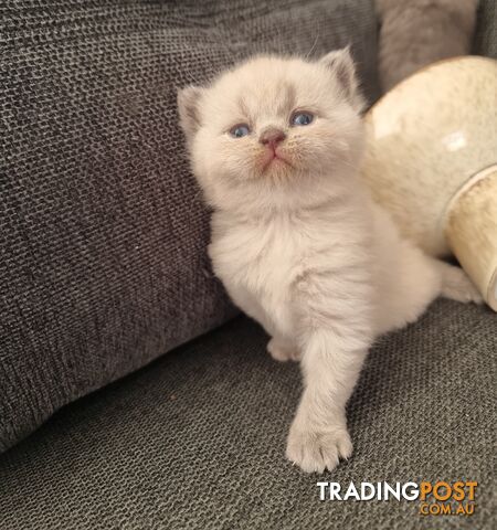 British Shorthair Kittens