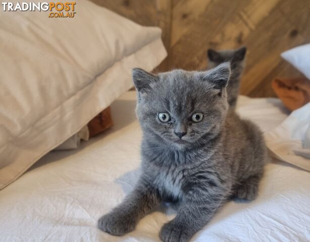 British Shorthair Kittens