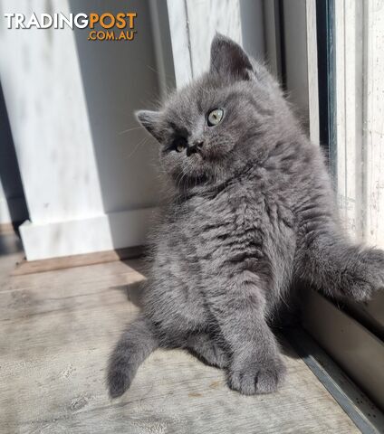 British Shorthair Kittens