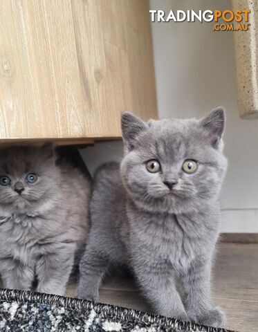 British Shorthair Kittens