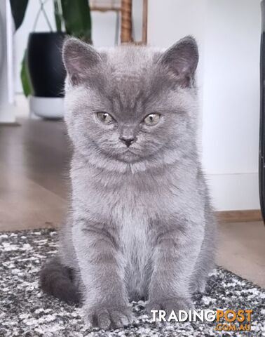 British Shorthair Kittens