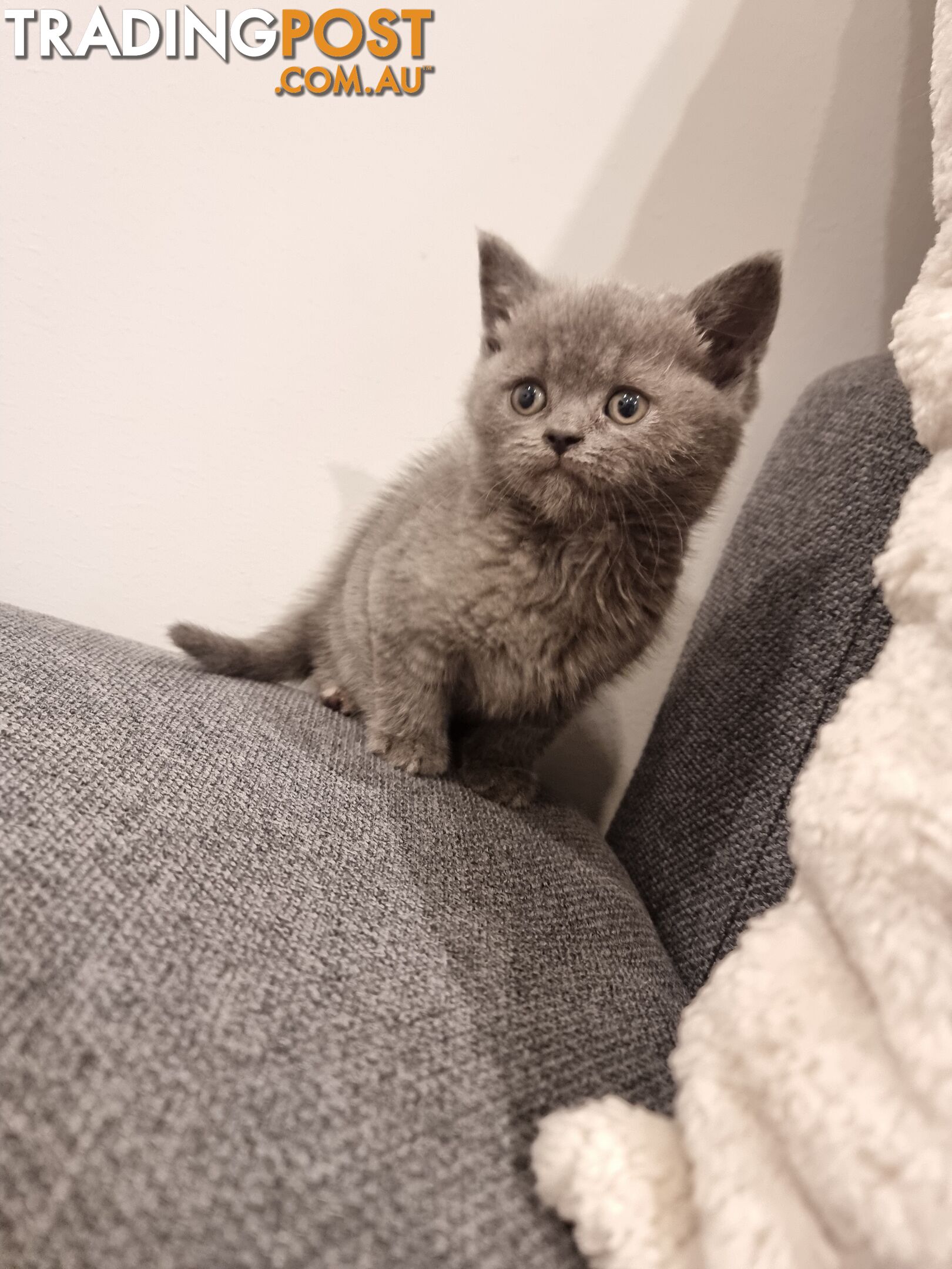 British Blue Kittens