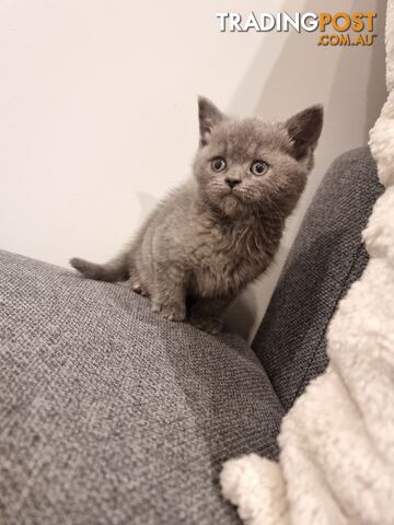 British Blue Kittens