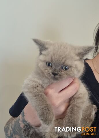 10 Week British Blue Kittens, Ready Now.