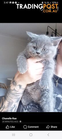 10 Week British Blue Kittens, Ready Now.