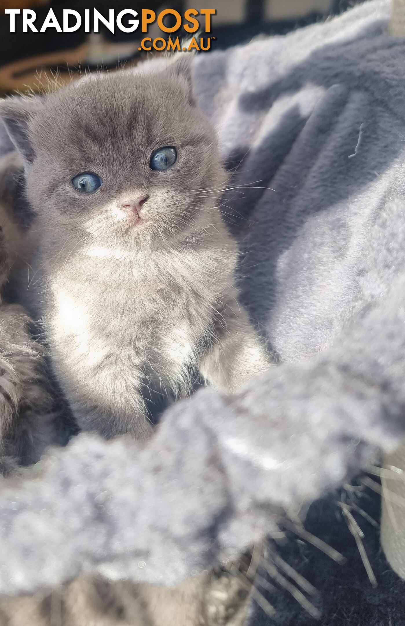 British Blue Kittens