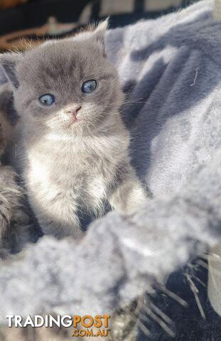 British Blue Kittens