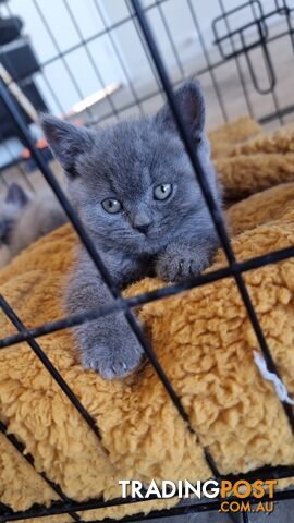 10 Week British Blue Kittens, Ready Now.