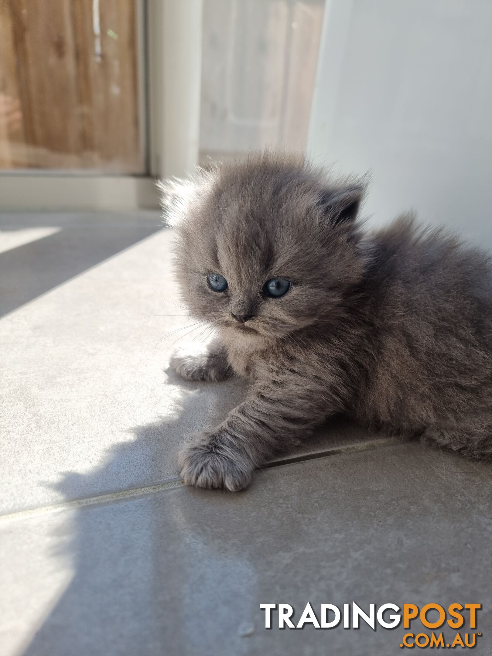 British Blue Kittens