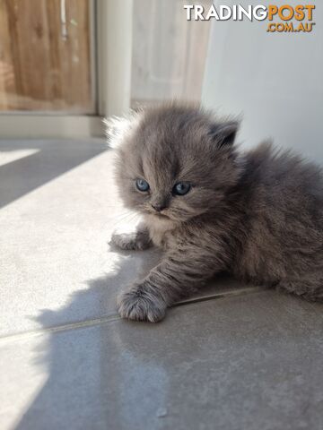 British Blue Kittens