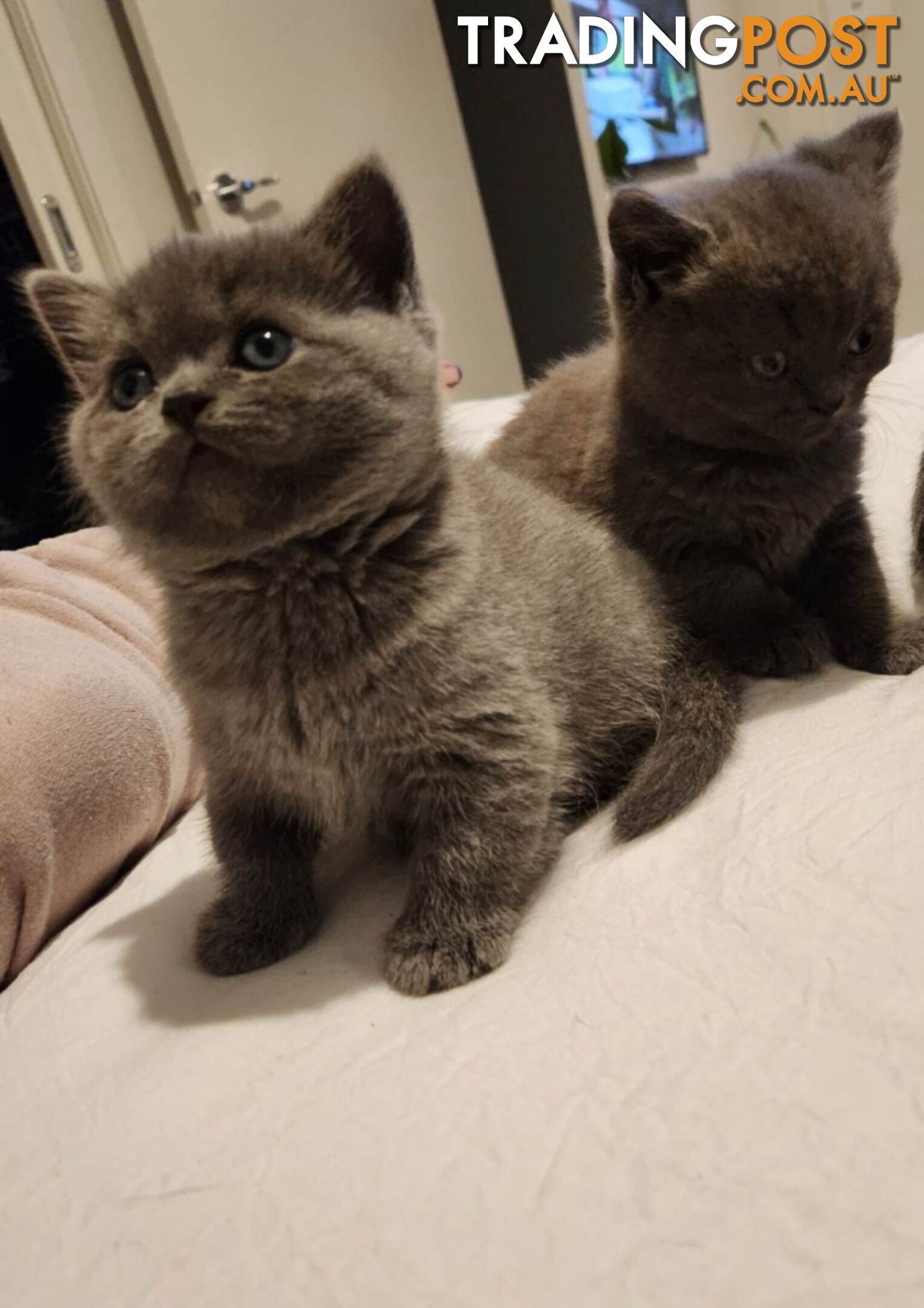 British Blue Kittens