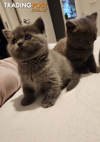 British Blue Kittens