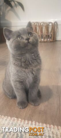 British Blue Kittens