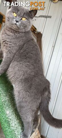 Female British Shorthair