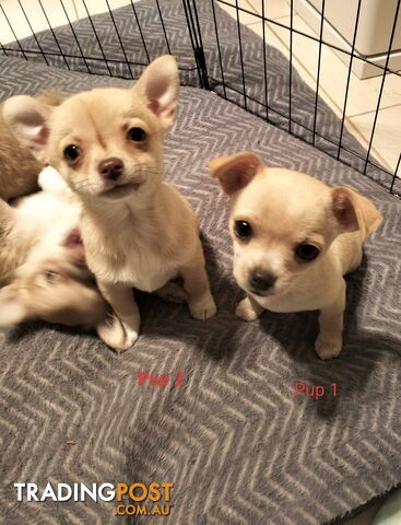 4 Chihuahuas for sale