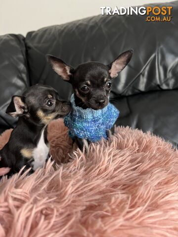 Tiny Chihuahua Puppies