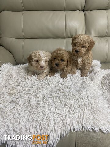 Cavoodle pups