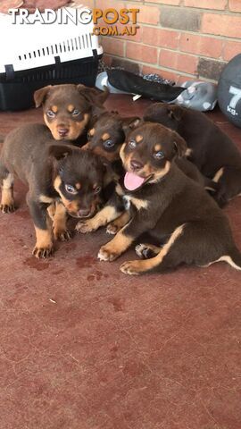 Purebred Red and Tan Kelpie Puppies