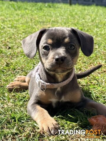 French bulldog cross miniature dachshund