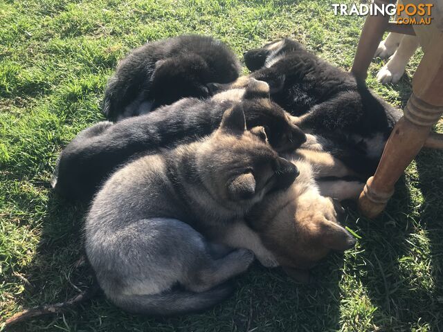 Siberian Shepherd