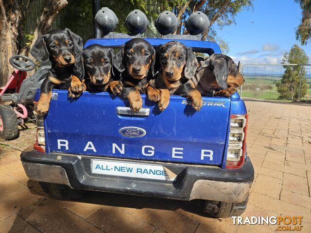 Daschound puppies