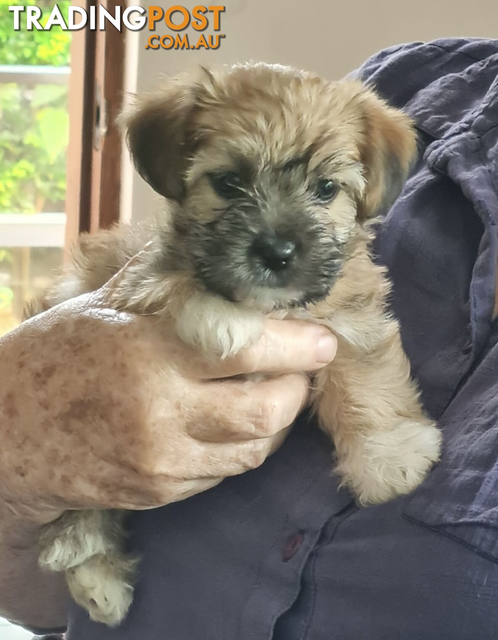 Cavoodle x pups