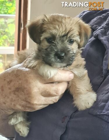 Cavoodle x pups