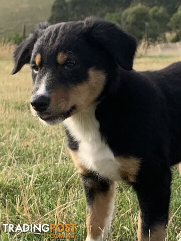 Border collie puppies