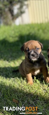 🐶 Cane Corso × Rottweiler × American Staffy puppies